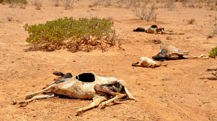A kilometre outside Waridaad village, carcasses of dead sheep and goats stretch across the landscapeSomaliland and other regions of the Horn of Africa are suffering from one of the driest years in memory. Severe shortages of food and water, along with spiralling food prices and the deaths of livestock, have plunged many families into destitution. Oxfam and local partner Havyoco have been trucking in clean water and providing health support to affected communities.